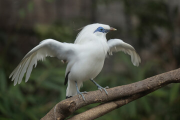 White-crested booby (Buteo cristatus)