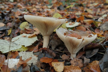 Wild Trooping Funnel mushrooms
