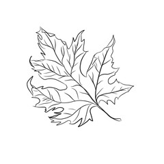 branch of maple leaves, ine art illustration of red maple leaf isolated on white