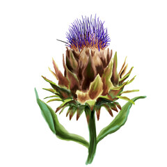 Naklejka na ściany i meble Watercolor botanical illustration of the Cynara flower French artichoke . Hand-drawn botanical drawing, for scientific books, food and medicine packaging design, an element for a botanical pattern.