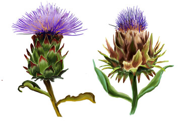 Set of Watercolor botanical illustration of the Cynara flowers  French artichoke . Hand-drawn botanical drawing, for scientific books, food and medicine packaging design,  - obrazy, fototapety, plakaty