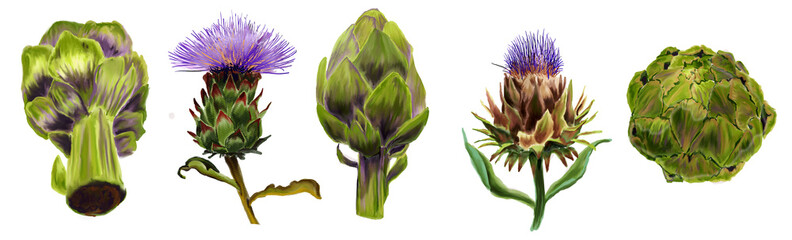 Collection of Botanical watercolor illustrations of the fruits and flowers  сynara  french artichoke medicinal plant, top and front view.. - obrazy, fototapety, plakaty