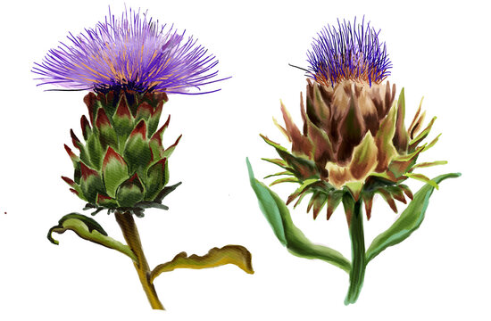 Set of Watercolor botanical illustration of the Cynara flowers  French artichoke . Hand-drawn botanical drawing, for scientific books, food and medicine packaging design, 