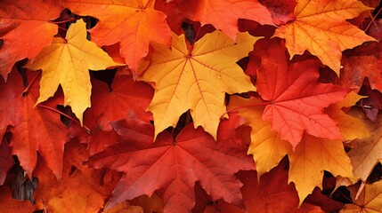 Naklejka na ściany i meble Fall Highlight: Heaps of Red and Yellow Maple Leaves in Sugar Maple Mountains near Seattle's Northwest Suburbs