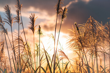 The background is sunset, with miscanthus flowers shot against the light. Hiking and climbing in winter to enjoy Taiwan’s natural scenery and fresh air.