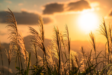 The background is sunset, with miscanthus flowers shot against the light. Hiking and climbing in...