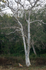 indian wild female bengal tiger or panthera tigris in sitting position near big long high tree in winter season morning safari at dhikala jim corbett national park forest reserve uttarakhand india