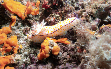 Nudibranch on a coral Reef, Musandam, Oman