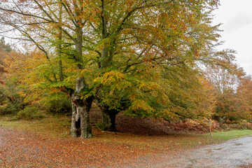 Spectacular landscapes of beech trees in a beech forest in autumn with incredible ocher and orange...