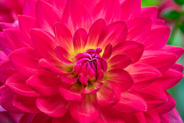 Vibrant pink Waterlily dahlia in bloom