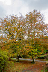 Spectacular landscapes of beech trees in a beech forest in autumn with incredible ocher and orange...