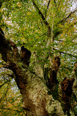 Obraz premium Spectacular landscapes of beech trees in a beech forest in autumn with incredible ocher and orange colors in the natural park of Gorbea in Alava Spain
