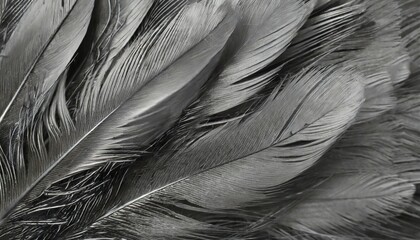 beautiful black grey bird feathers pattern texture background