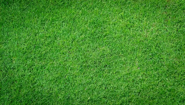 green grass texture can be use as background