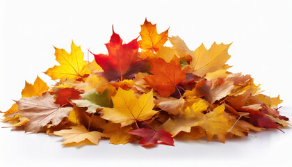pile of autumn colored leaves isolated on white background a heap of different maple dry leaf red yellow and colorful foliage