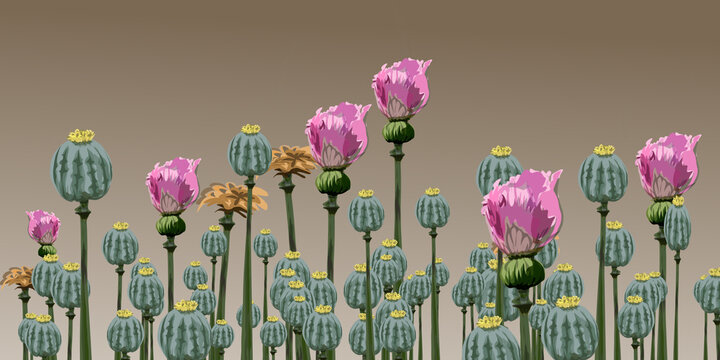 A collection of opium flowers that are blooming with brown background
