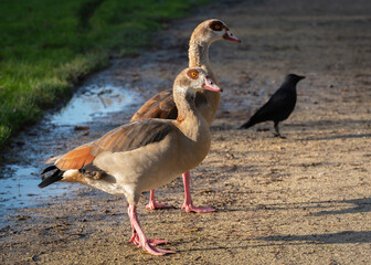 Adult female and male Egyptian goose (Alopochen aegyptiaca) on park paths in autumn