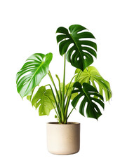 Monstera Plant Pot