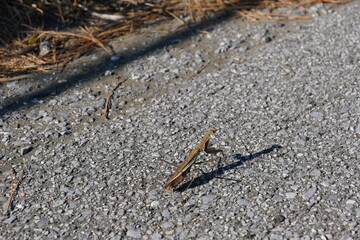 道端のカマキリ　roadside praying mantis