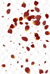 Pink Floral Fly Vector Transparent Background.