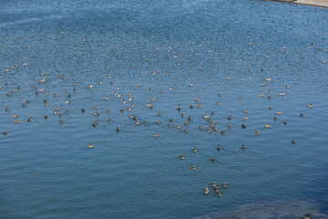 一面のカモ　all the ducks in a row