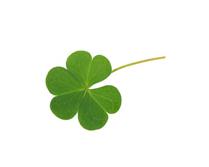 Normal green clover leaf isolated on white background. This has clipping path.