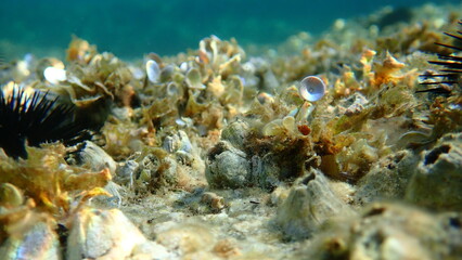 Perforated barnacle (Perforatus perforatus) and Green algae Acetabularia acetabulum close-up undersea, Aegean Sea, Greece, Halkidiki