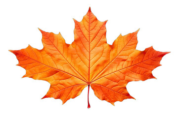 Naklejka na ściany i meble Autumn leaves collection isolated on transparent or white background