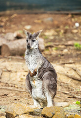 Naklejka premium Brown dwarf kangaroo sitting in the park