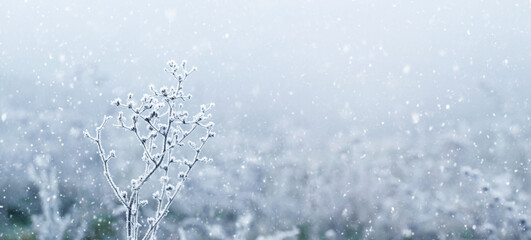 Atmospheric winter view with snow covered dry plants on meadow during snowfall, copy space