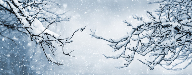 Winter forest with snow covered tree branches during snowfall, winter background