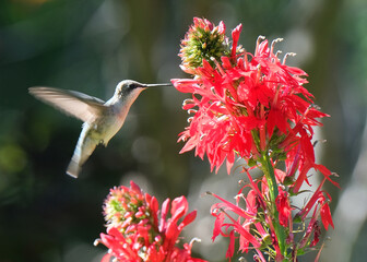 Hummingbird and Lobelia cardinalis