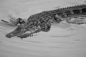 Swimming Strokes in the water