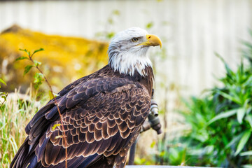Beautiful golden eagle, Aquila chrysaetos, close-up. Animal protection concept