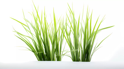 A couple of tall grass plants sitting next to each other on a white background with a white background behind them