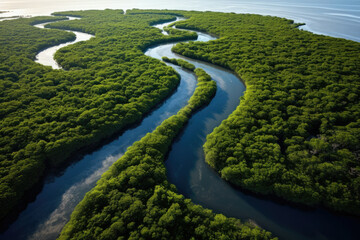 Travel forest mangrove water environment nature green rainforest river aerial - obrazy, fototapety, plakaty