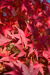 11月の色鮮やかに紅葉している綺麗なもみじ