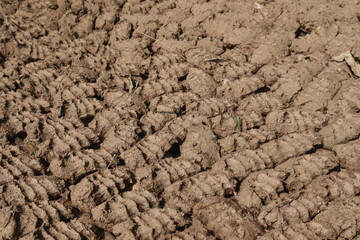 brown colored cow dung stock