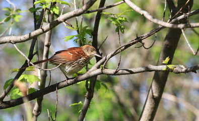 Brown Thrasher perched in sun
