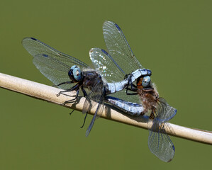 Spitzenfleck (Libellula fulva) Libelle Paarungsrad auf einem vertrockneten Schilfrohr -...