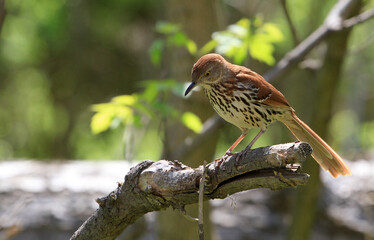 Brown Thrasher perched on dead tree branch
