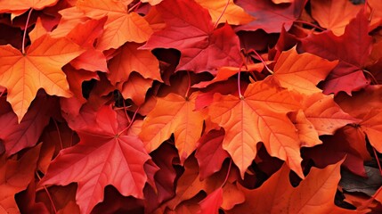 A close-up of autumn leaves in rich hues of red and orange, forming a vibrant carpet on the ground beneath a leafy canopy.