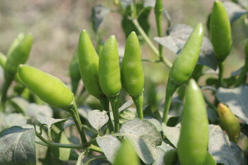 Chilli on tree in farm for sell