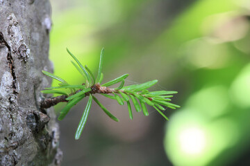 New growth on side of cedar
