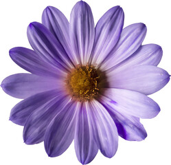 purple daisy isolated on white