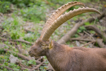 An old Alpine Ibex resting on the ground