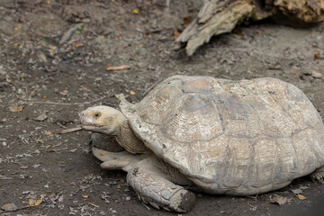 African spurred tortoise in zoo park