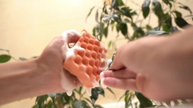 Home gardening. The hands of a female gardener washing the leaves of ficus benjamin with foam, caring for the plant with a sponge, close-up. High quality 4k footage