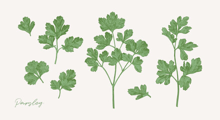Hand drawn illustration of parsley herb. Culinary graphic elements for cook book design, restaurant menu and recipe sheets. Botanical illustration - 685741947