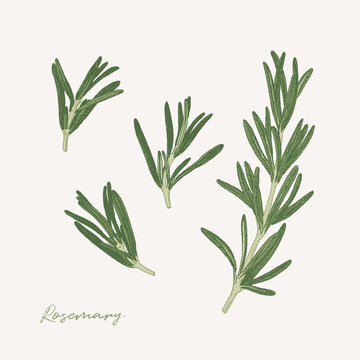 Hand drawn illustration of rosemary herb. Culinary graphic elements for cook book design, restaurant menu and recipe sheets. Botanical illustration
